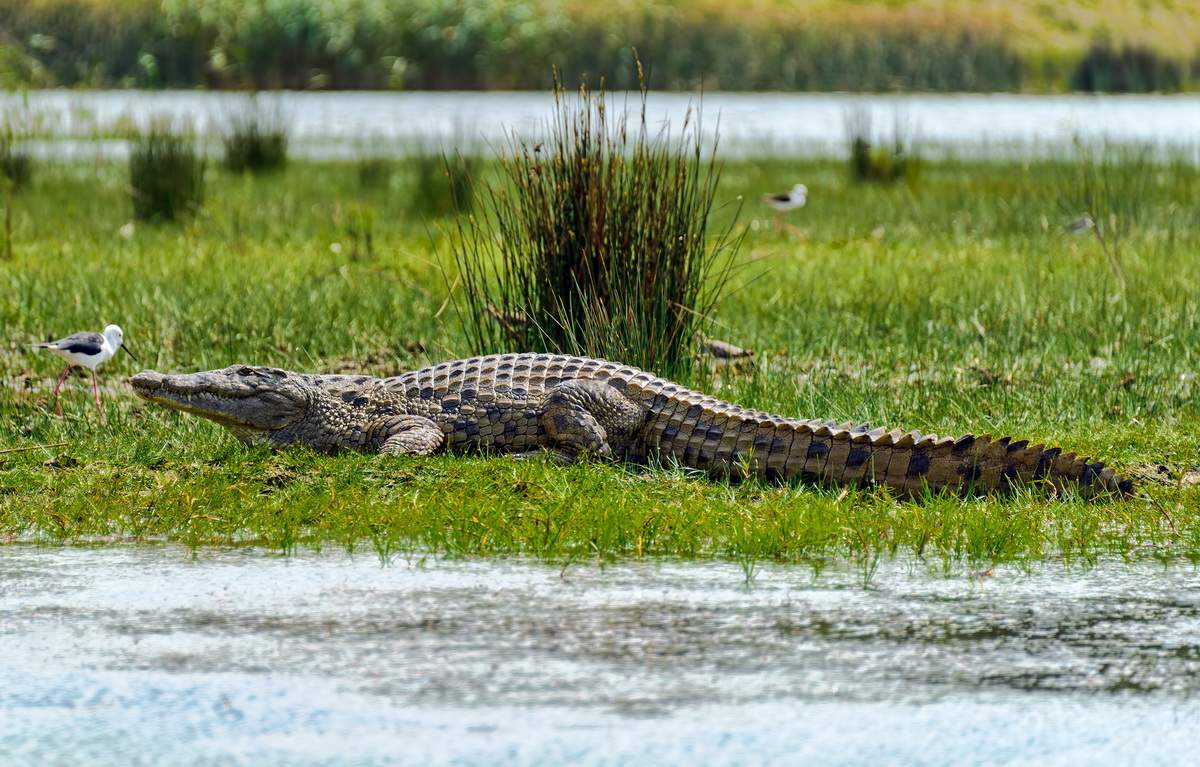 Autorităţile vor elibera 6000 de crocodili în Deltă ca să combată somnul african