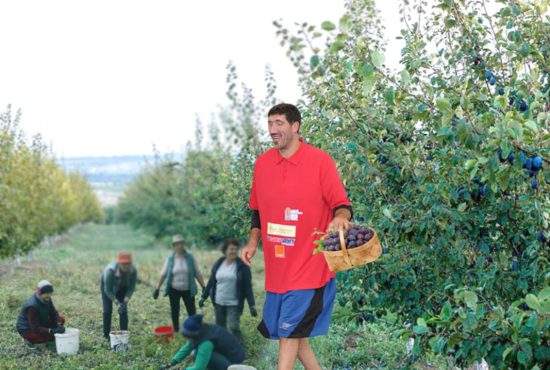Ghiţă Mureşan vine anual în România ca să culeagă prunele, că părinţii lui n-au scară