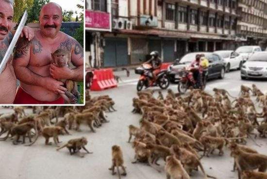 Nuţu le-a dat săbii maimuţelor din Thailanda: Se băteau cu mâinile goale, ca animalele