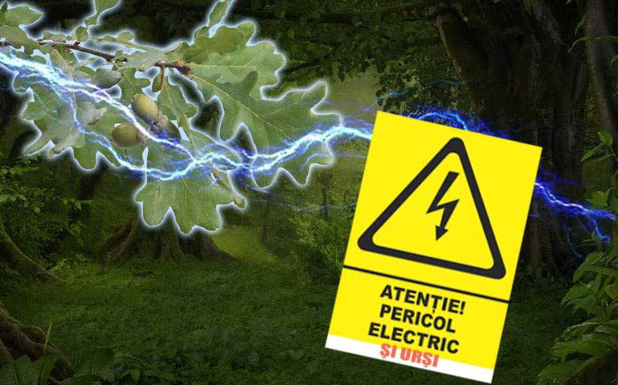 Imprudenţa se plăteşte. Încă trei morţi în pădurea de stejari electrici de lângă Adjud