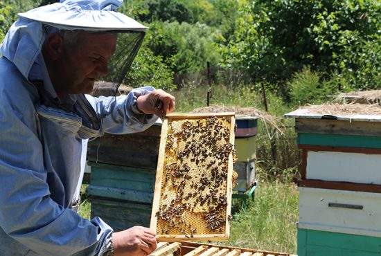 Sătul de miere, un român şi-a învăţat albinele să facă ciulama