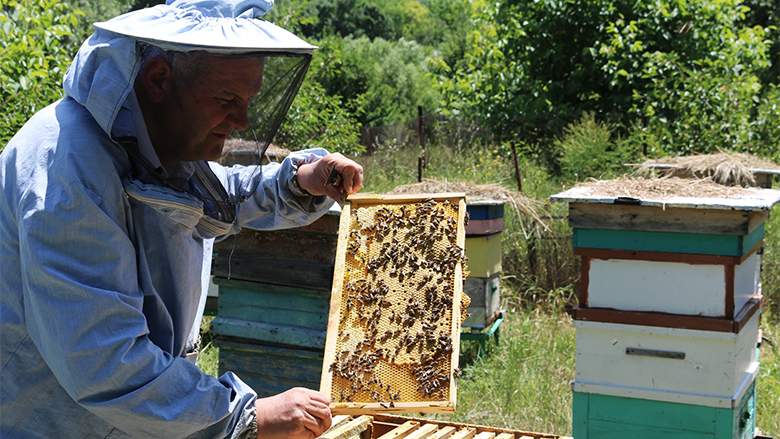 Sătul de miere, un român şi-a învăţat albinele să facă ciulama