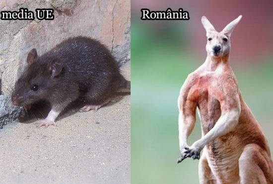 România a aruncat atâta vaccin la gunoi încât are cei mai imuni șobolani din UE