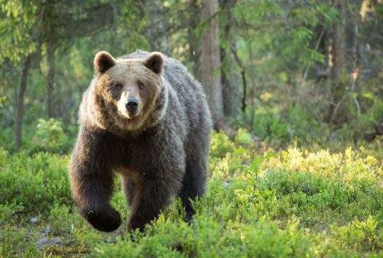 Ursul de lângă Cluj a fugit înapoi în munți când a văzut cât sunt chiriile din zonă