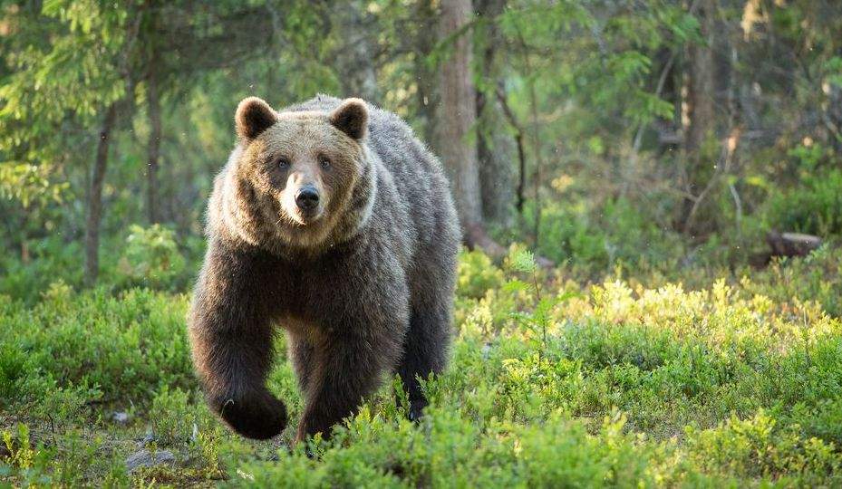 Ursul de lângă Cluj a fugit înapoi în munți când a văzut cât sunt chiriile din zonă