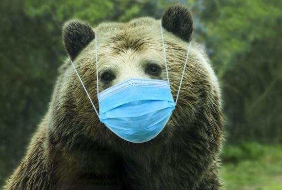 Urşii vor primi măşti ca să poată hiberna în spaţiu închis