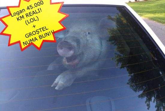 Pentru că n-au voie să vândă porci, românii vând Loganuri cu un porc în portbagaj
