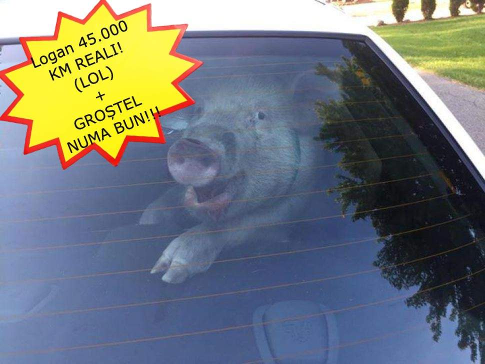 Pentru că n-au voie să vândă porci, românii vând Loganuri cu un porc în portbagaj