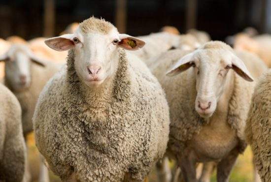 Un cioban a prins șase vegani ascunși în staul. Mâncau din ieslea oilor!
