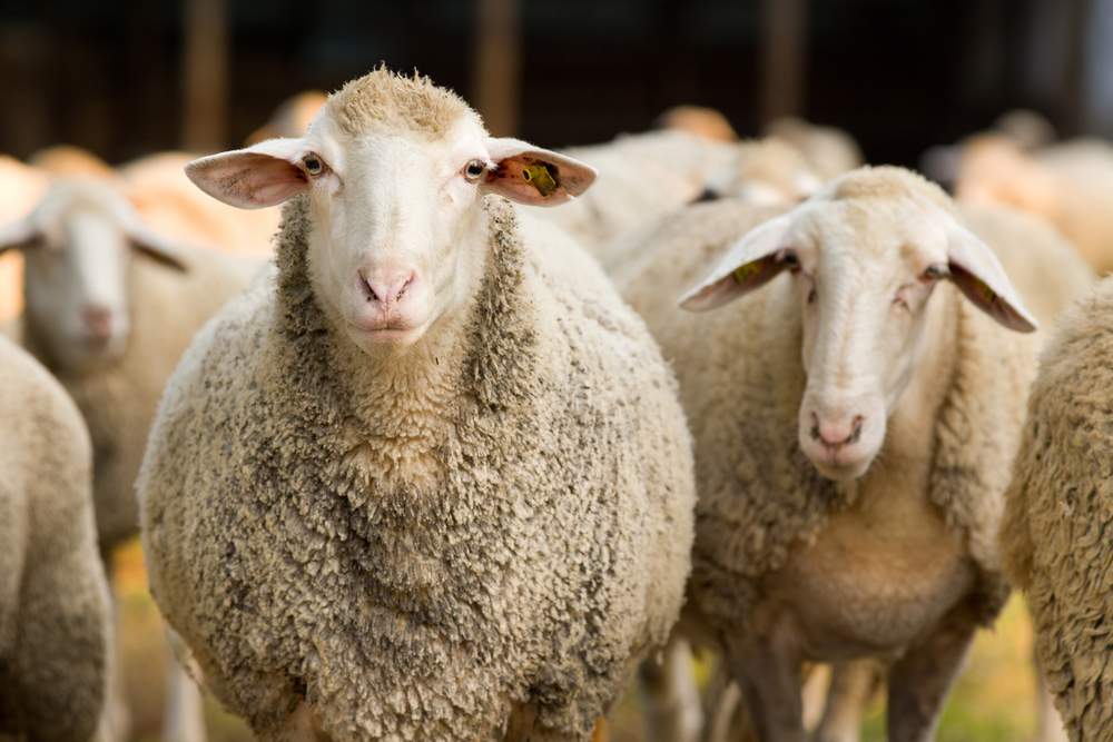 Un cioban a prins șase vegani ascunși în staul. Mâncau din ieslea oilor!