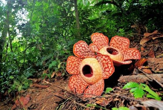 Buluc la Grădina Botanică. Azi înflorește planta care miroase a ceafă la grătar