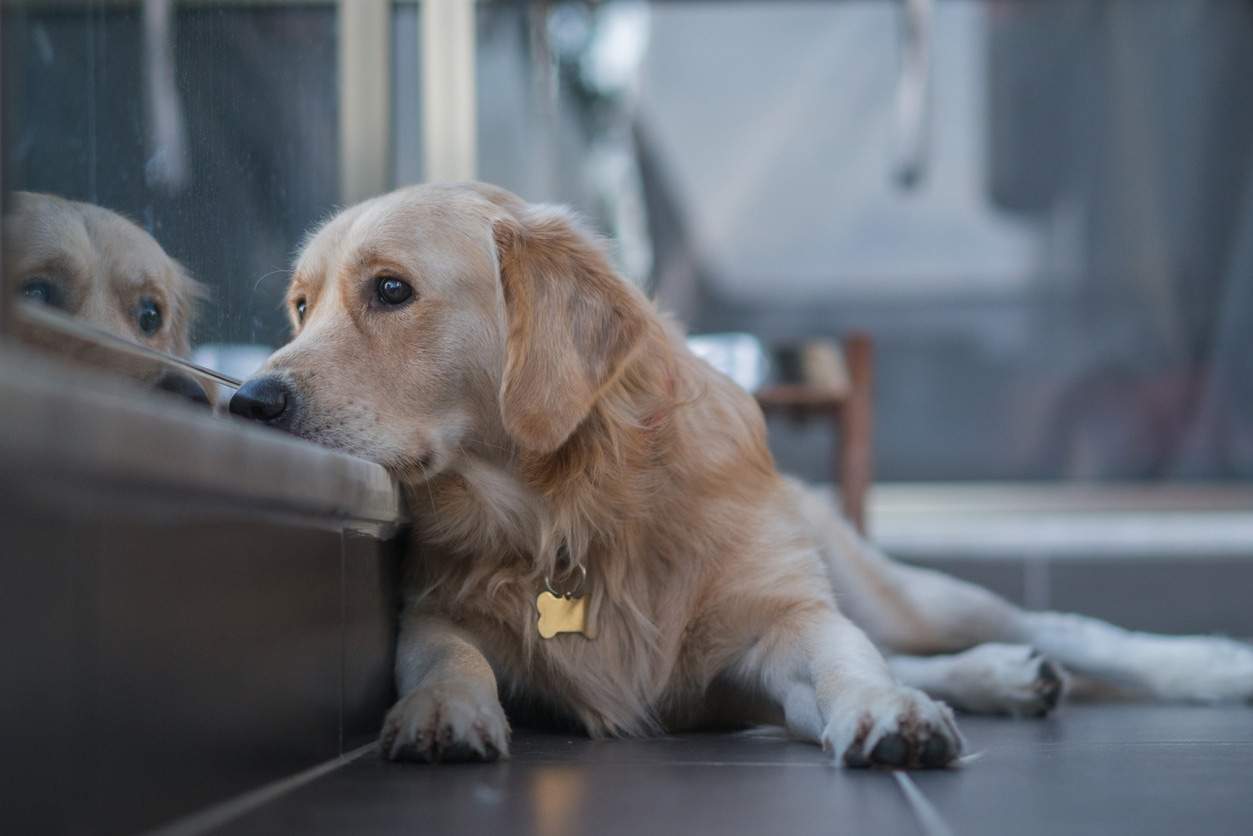 Un câine credincios își așteaptă stăpâna de 3 ani să iasă din mall