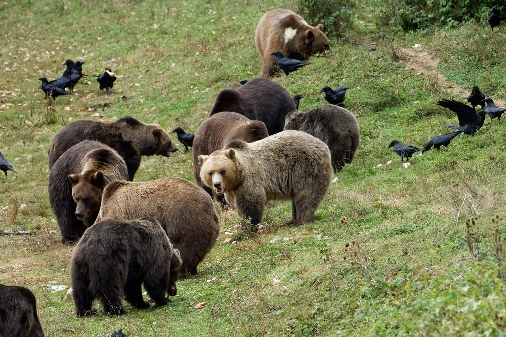 Haos în Sinaia! Ro-Alertul cu „Atenţie, urs” a trezit din hibernare alţi 700 de urşi