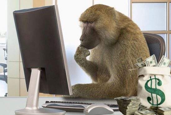 Un babuin a învățat programare și acum câștigă mai bine decât tigrii lui Nuțu