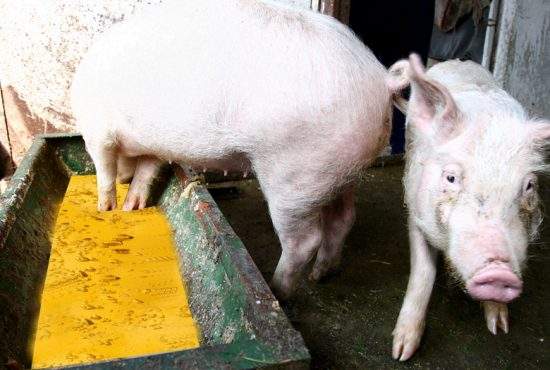 Neştiind ce să facă cu atâta benzină, un român a dat-o la porci