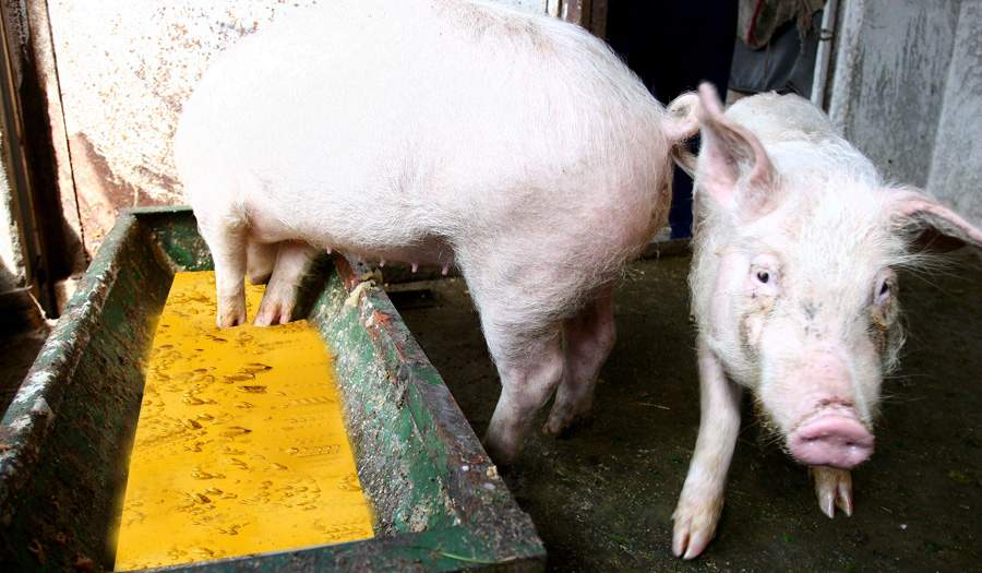 Neştiind ce să facă cu atâta benzină, un român a dat-o la porci