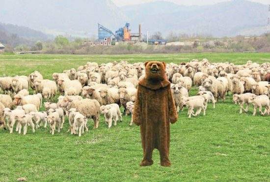 Ingenios! Cu banii de miel, un român şi-a luat o blană de urs şi a furat 12 miei