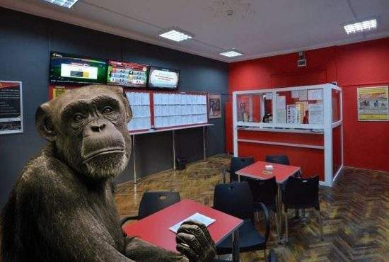 Oficial mai proști decât maimuțele. Oamenii joacă la pariuri, maimuțele nu!