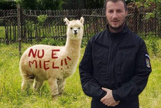 Prevăzător! Pentru că se apropie Paştele, Godină a scris pe alpaca NU E MIEL