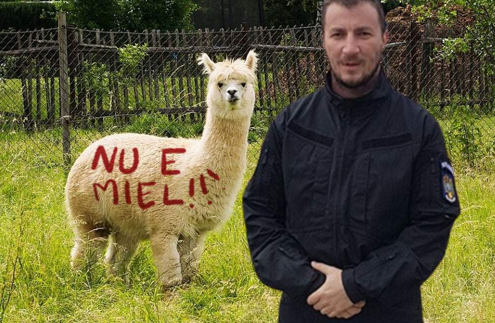 Prevăzător! Pentru că se apropie Paştele, Godină a scris pe alpaca NU E MIEL