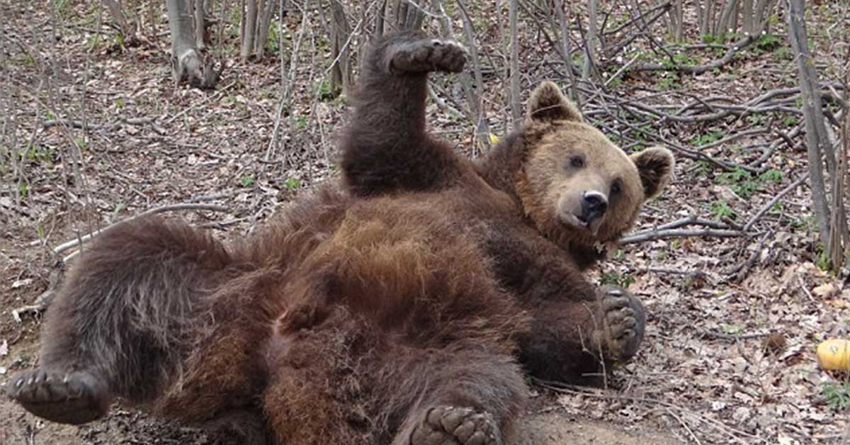 Un român încearcă de trei ore să sune la 112, dar n-are semnal în burta ursului