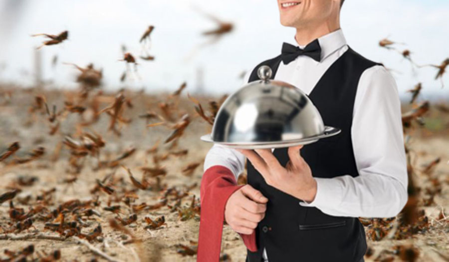 Invazie de lăcuste! Zeci de restaurante din Mamaia le vând deja drept creveţi