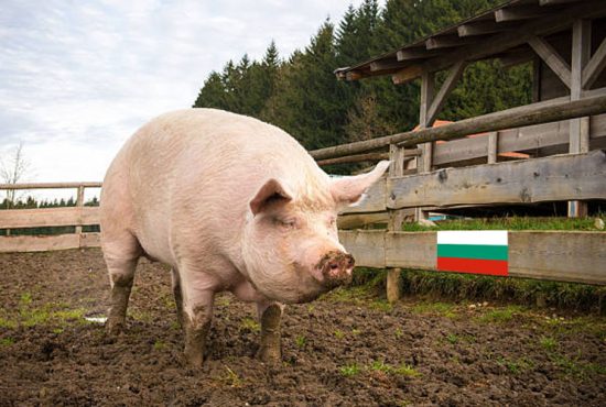 Bulgaria refuză să extrădeze un porc care a fugit dintr-un coteț din Zimnicea