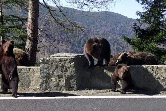 Bucureștenii sunt rugați să meargă în număr mare la munte, că mor urșii de foame