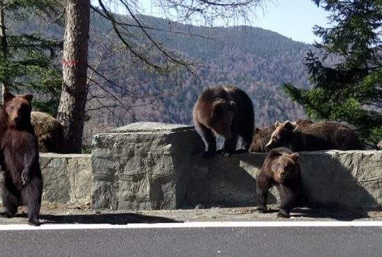 O pensiune s-a transformat în bârlog, că-s mai mulți urși decât turiști pe Transfăgărășan