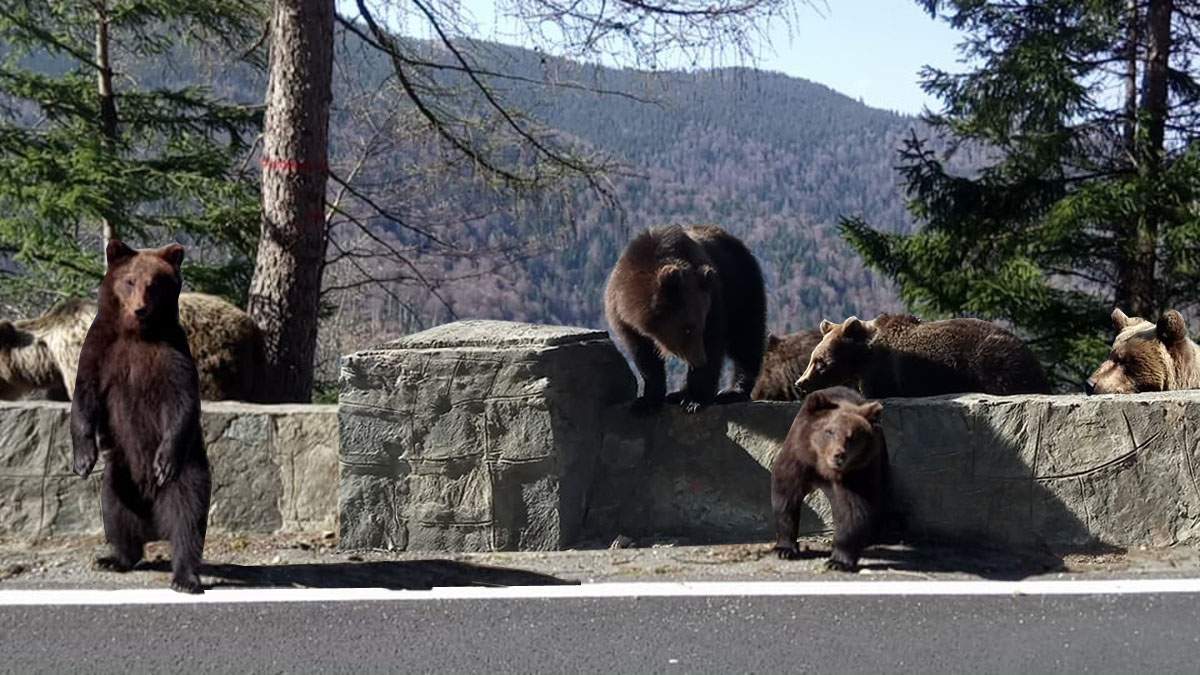 O pensiune s-a transformat în bârlog, că-s mai mulți urși decât turiști pe Transfăgărășan