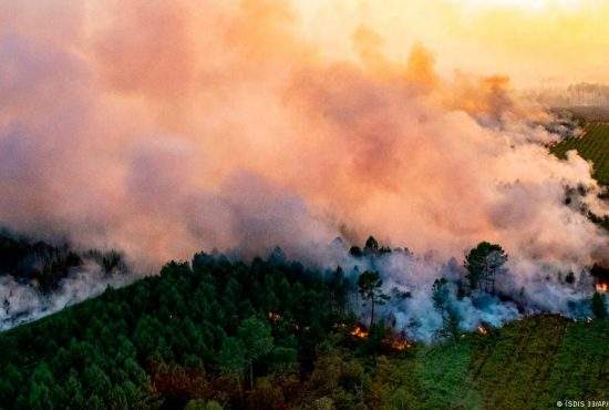 Condiţii ca-n Grecia! Hotelierii din Neptun au dat foc la pădure