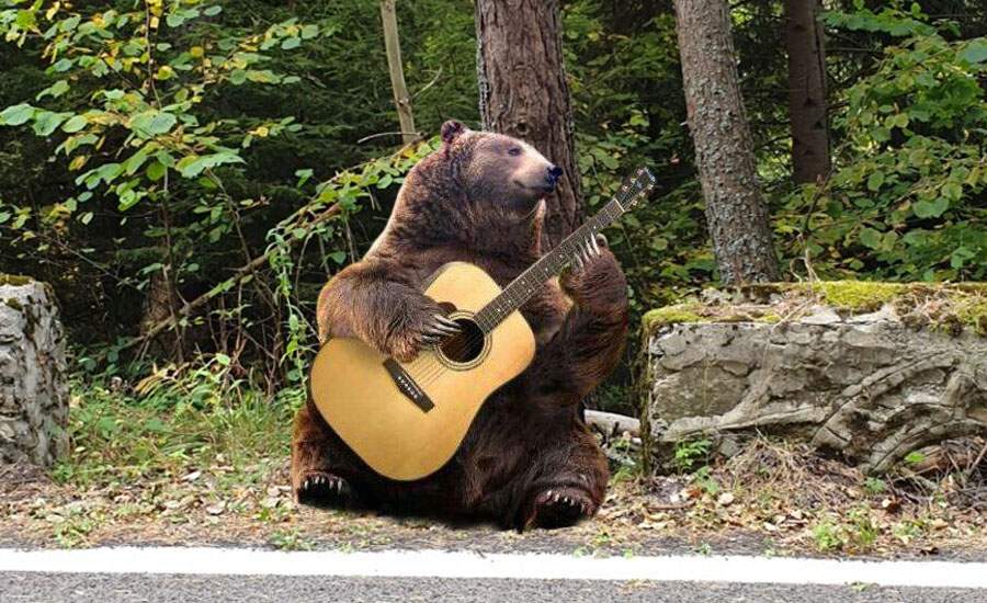 Un urs a învățat Râpa la chitară și scoate de trei ori mai multă mâncare decât alți urși
