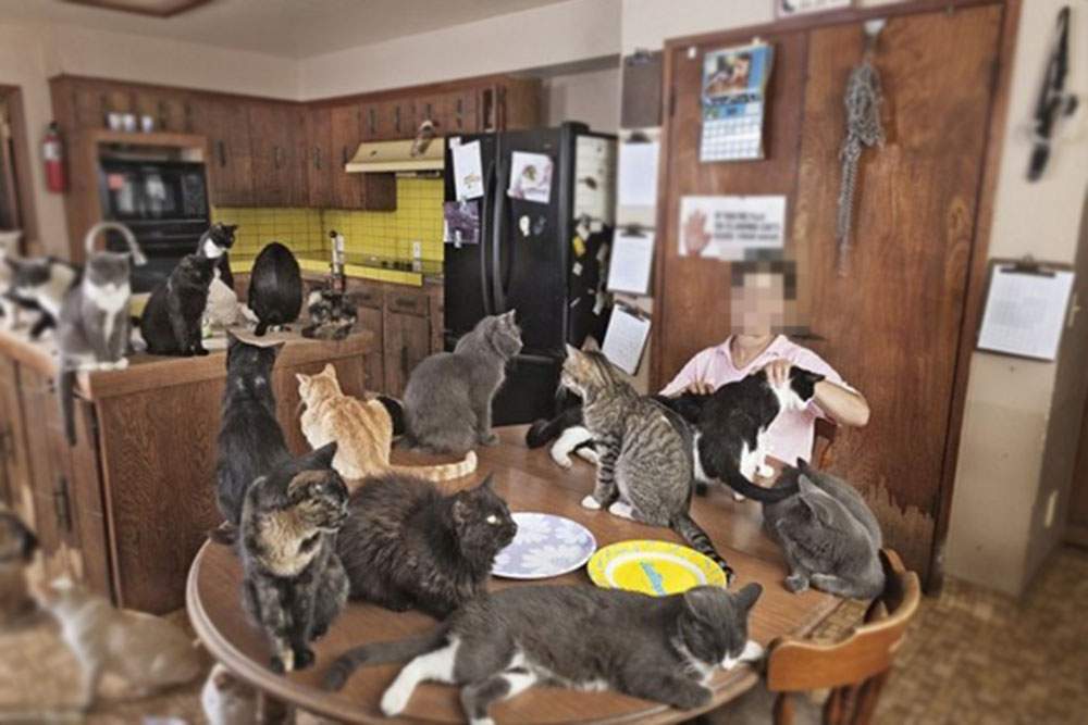 Expoziţia de pisici s-a închis după ce o babă le-a luat acasă pe toate
