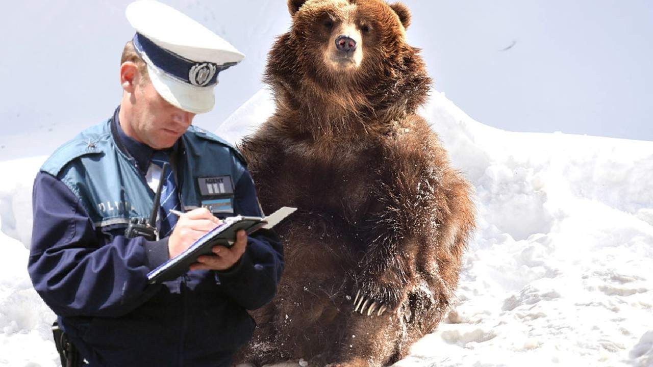 Urs de pe Transfăgărășan, amendat că n-a curățat zăpada de pe locul de cerșit