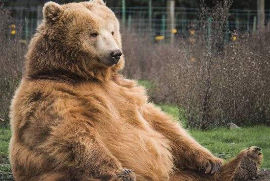 Un urs rănit din Brașov refuză internarea de frica infecțiilor nosocomiale
