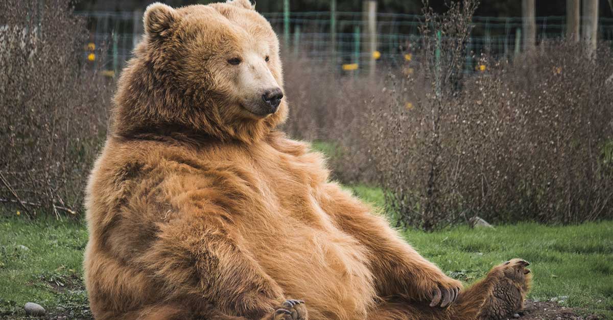 Un urs rănit din Brașov refuză internarea de frica infecțiilor nosocomiale