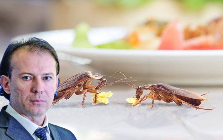 Pentru că e singur de sărbători, Florin Cîțu a invitat gândacii de bucătărie la masă