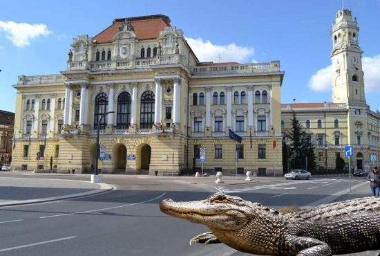 Ecosistemul din Bihor, în pericol. Peștii piranha din Criș au început să atace crocodilii