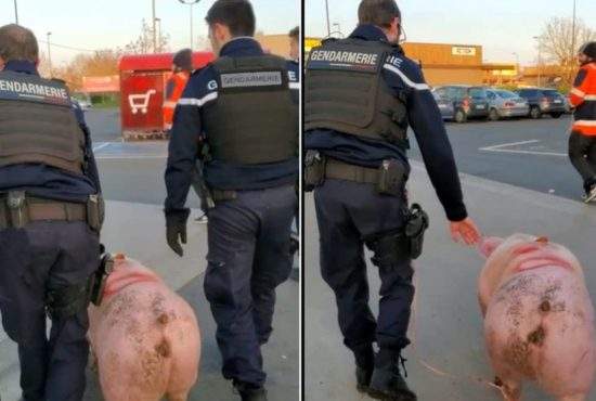 România cere extrădarea porcului confiscat de jandarmii francezi ca să fie executat în țară