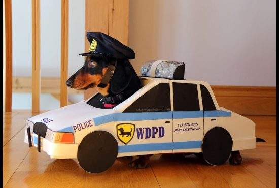 A învățat de la colegi. Un câine polițist a ieșit la pensie la 2 ani!