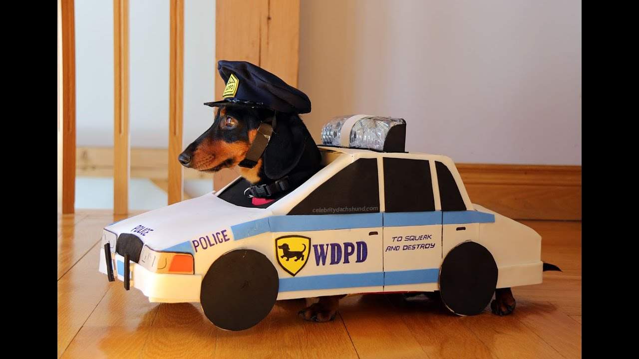 A învățat de la colegi. Un câine polițist a ieșit la pensie la 2 ani!