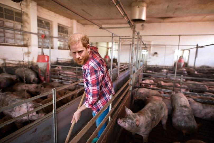 Prințul Harry îl acuză pe Charles că-l obliga să rânească la porci în Viscri