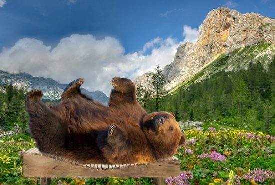 La munte e atât de cald încât urșii stau pe șezlong în fața bârlogului
