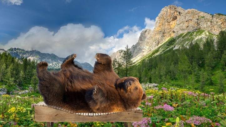 La munte e atât de cald încât urșii stau pe șezlong în fața bârlogului