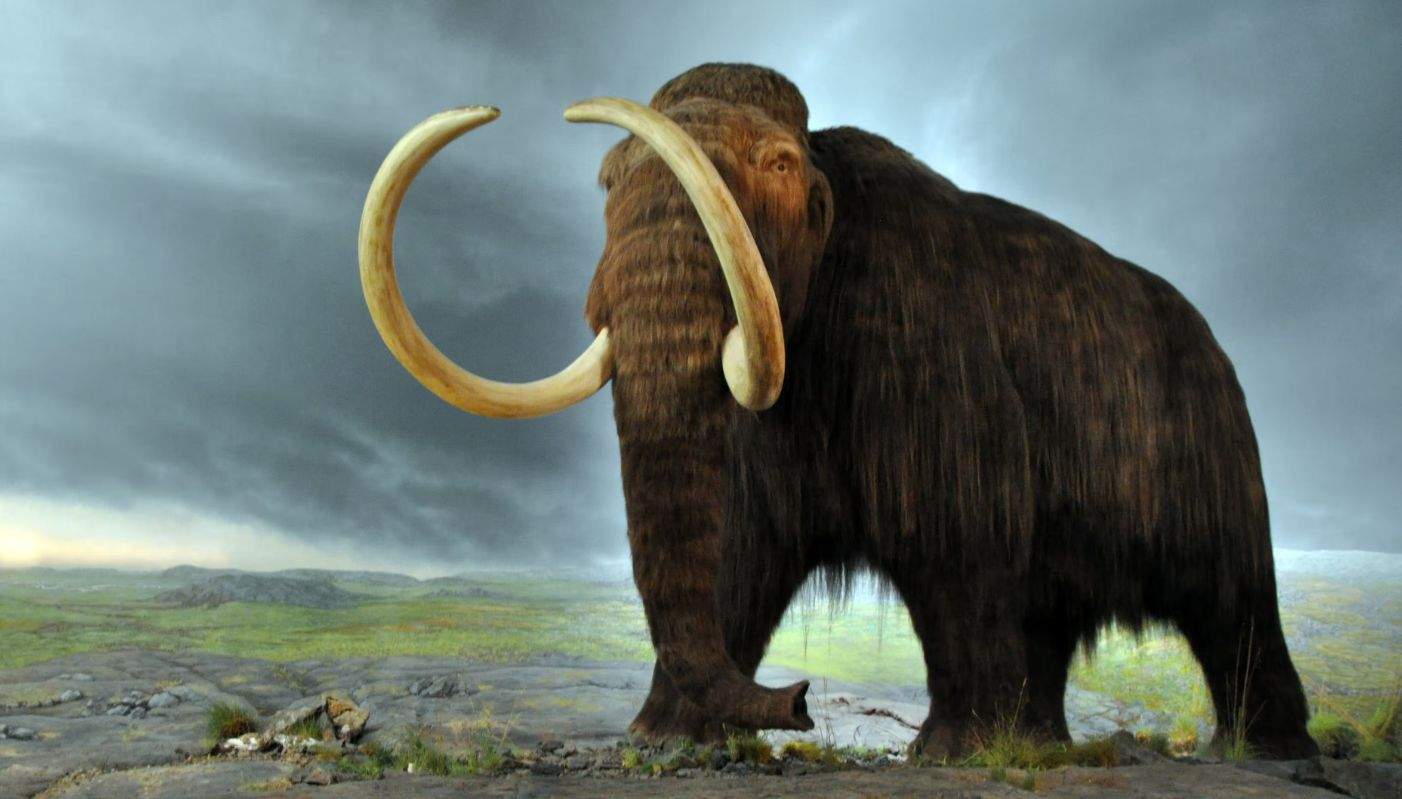 Adevărul iese la iveală! Savanţii români au clonat un mamut, dar l-au mâncat