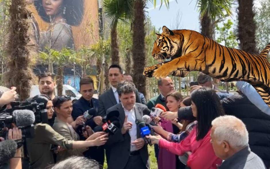 Zeci de tigri umblă liberi la Unirii. I-a adus Negoiţă să păzească palmierii