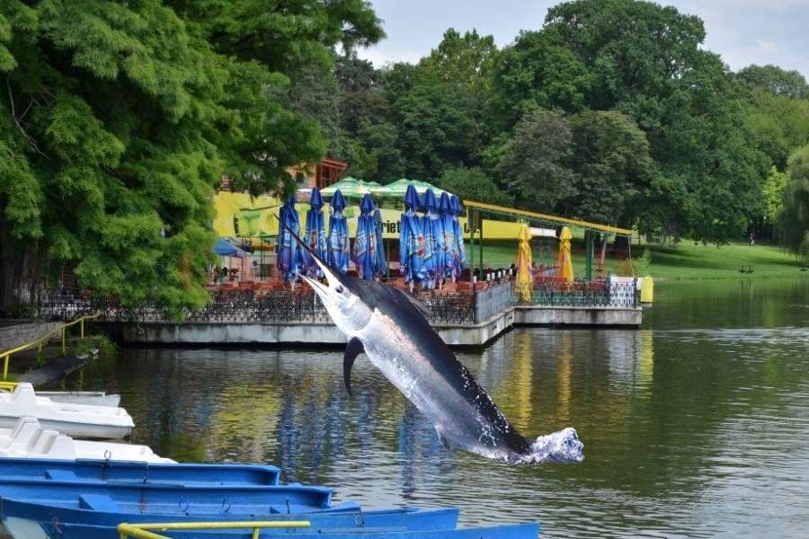 Inspirată de palmierii lui Negoiță, Olguța aduce pești sabie în Craiova