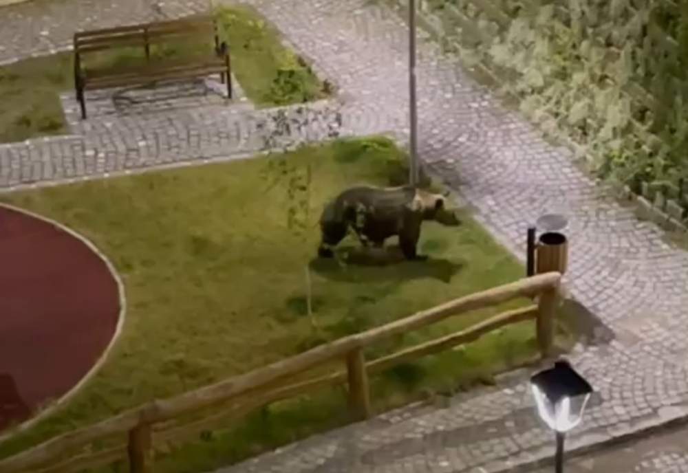 Harghitean vizitat de urs de 20 de ori într-o lună, obligat să-l treacă la întreținere
