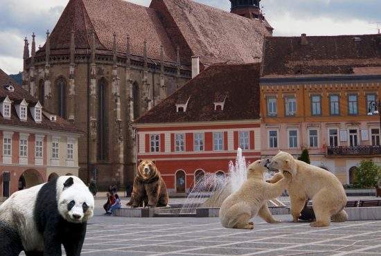 Aeroportul Braşov, inaugurat cu succes. Au aterizat primii urşi polari, grizzly şi panda