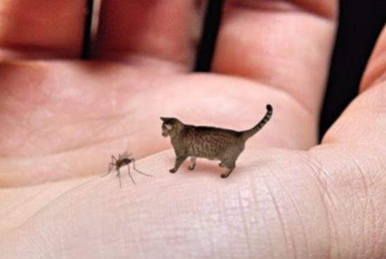Cercetătorii români au creat o pisică minusculă care vânează ţânţari